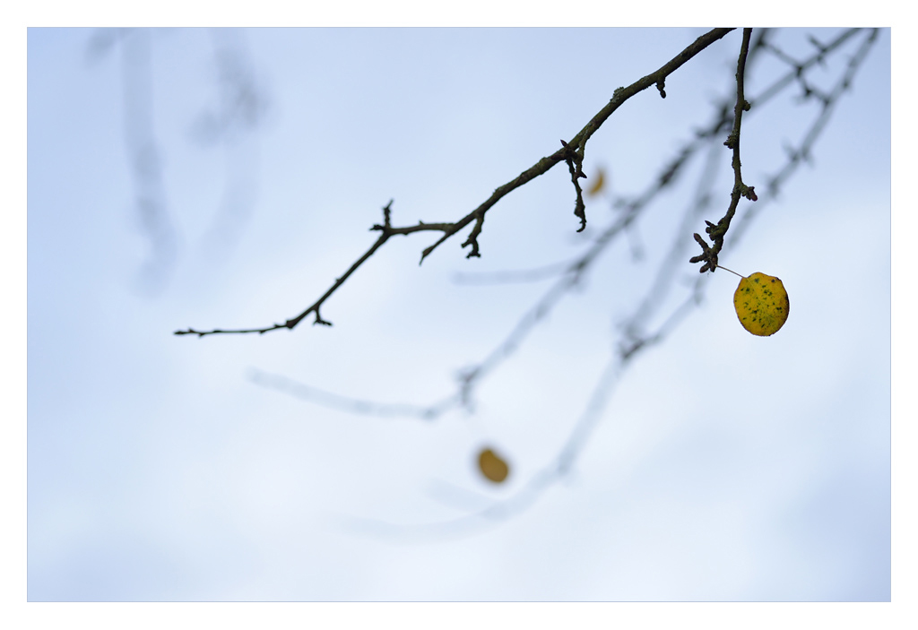 herbst