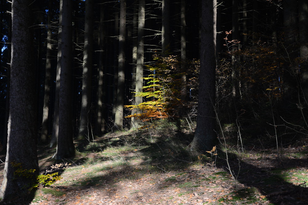 Herbst