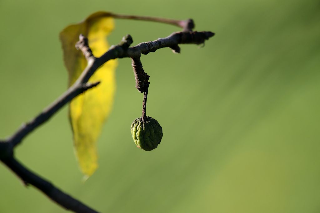 Herbst