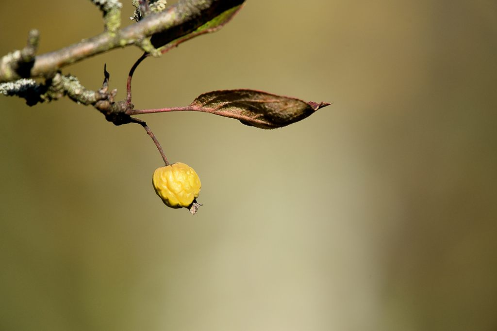 Herbst