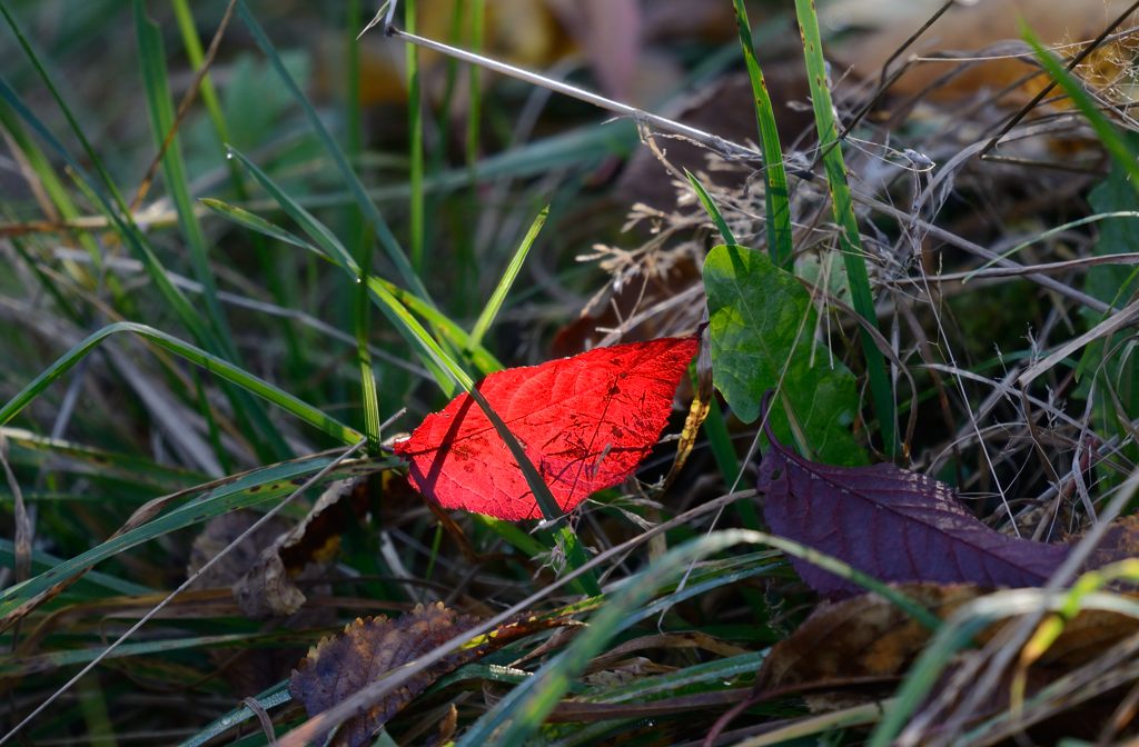 Herbst