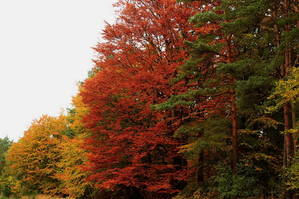 Herbst