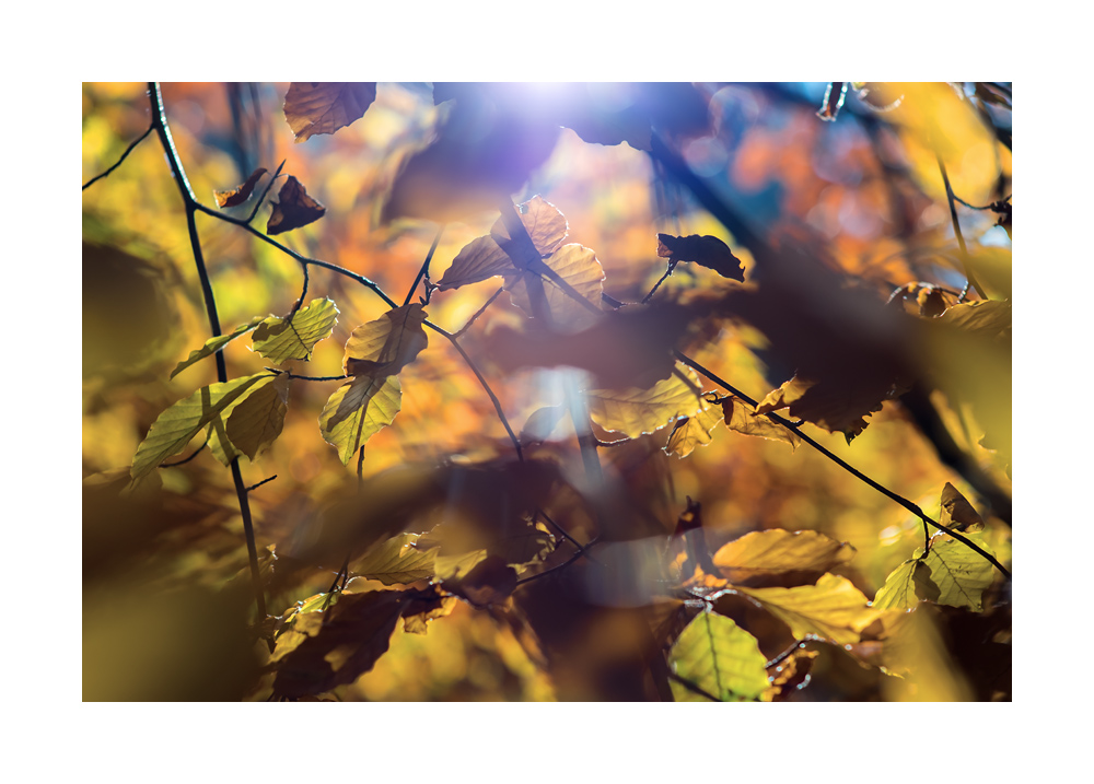 herbst