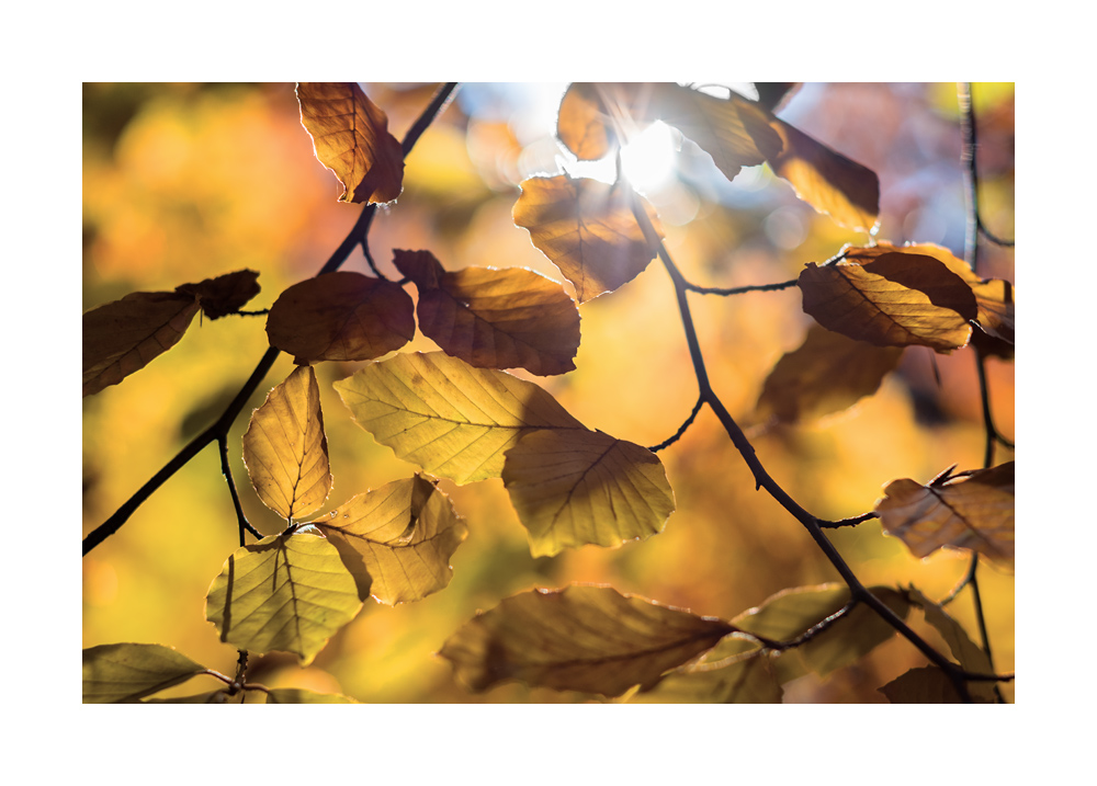 herbst
