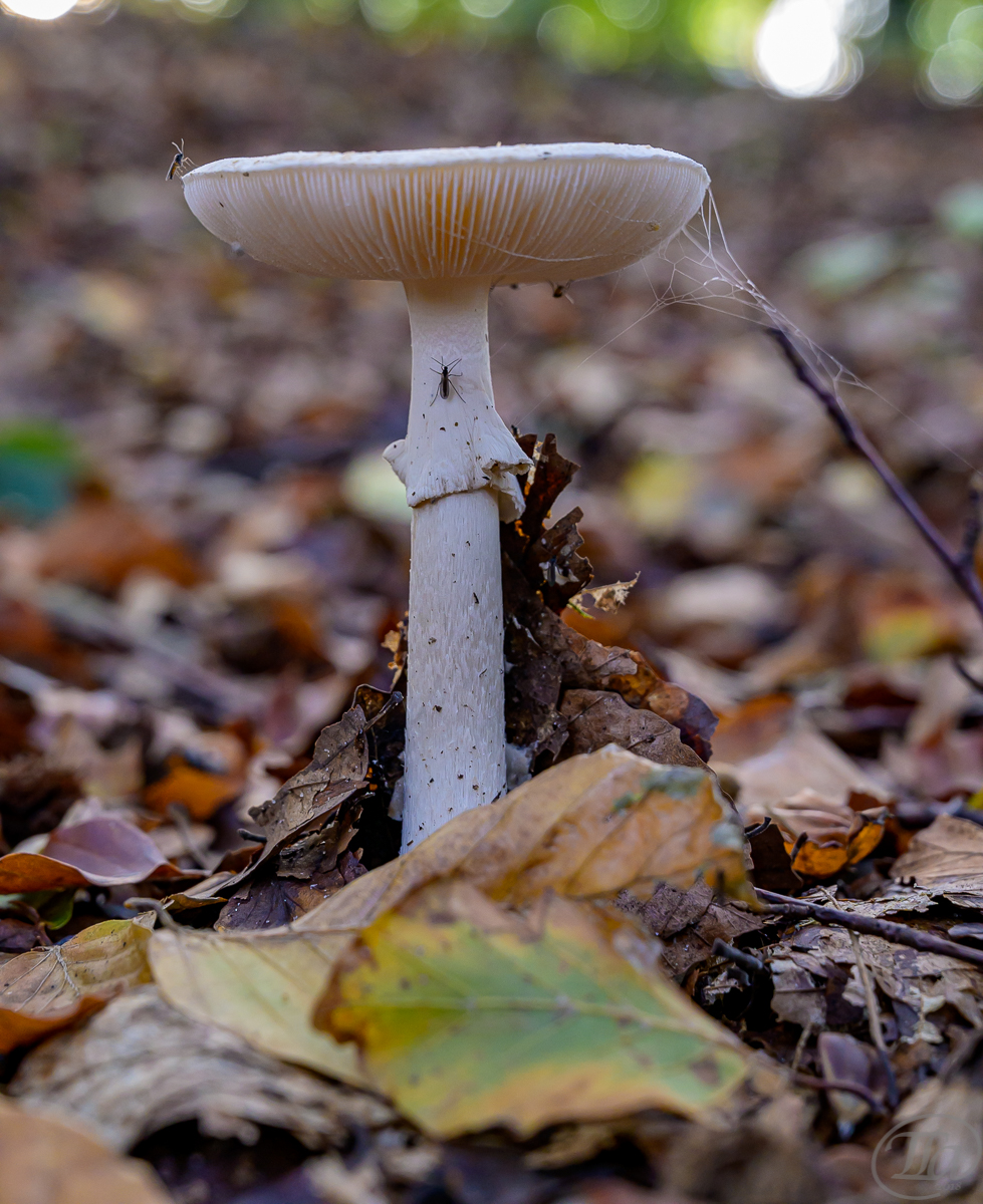 Herbst