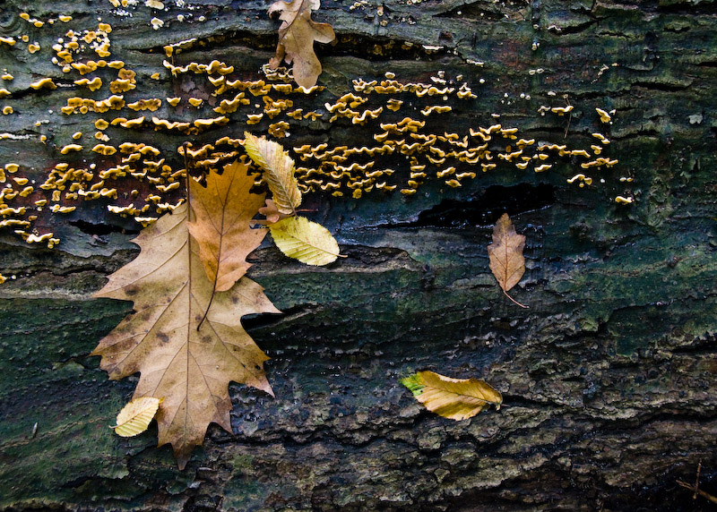 Herbst