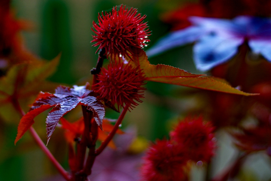 Herbst
