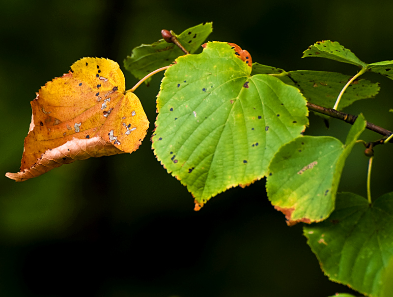 Herbst