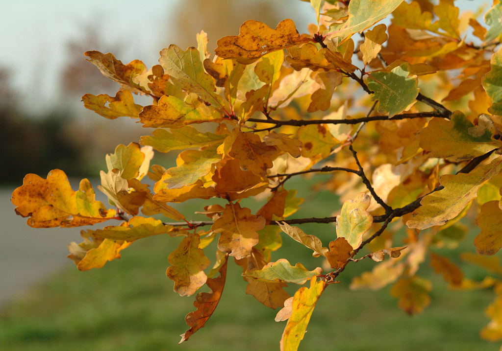 Herbst