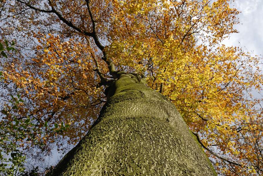 Herbst