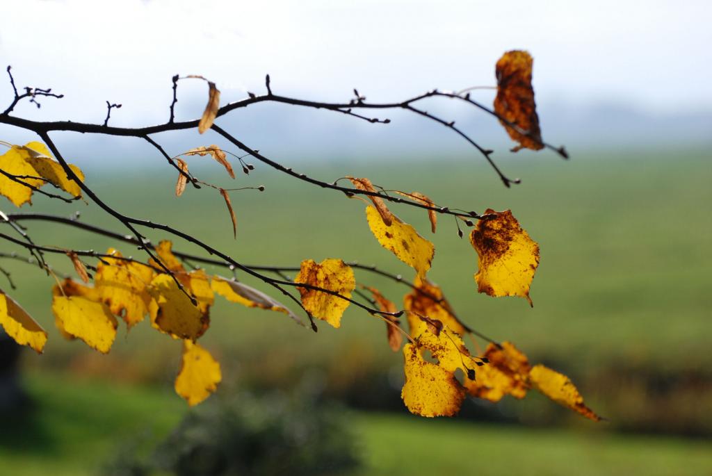 Herbst