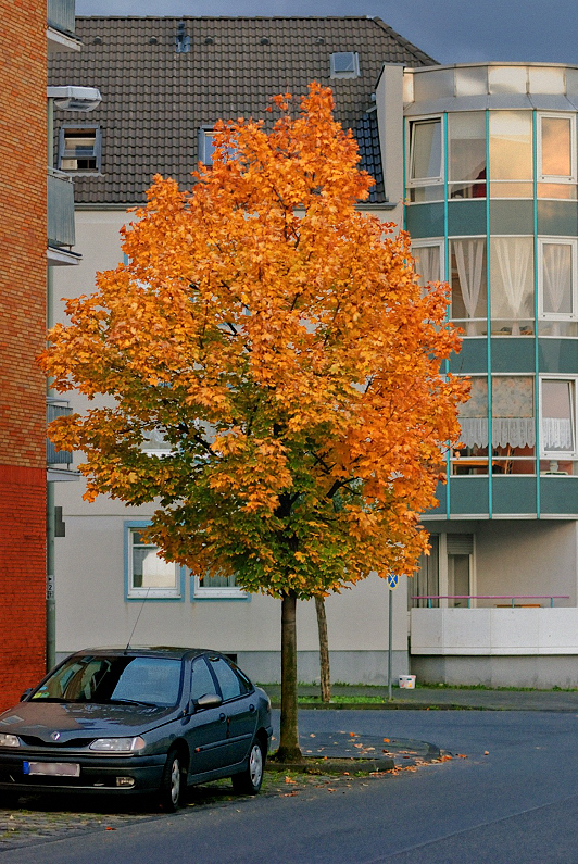herbst