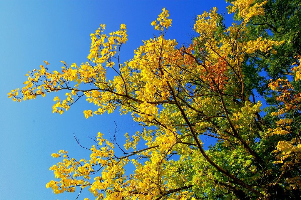 Herbst