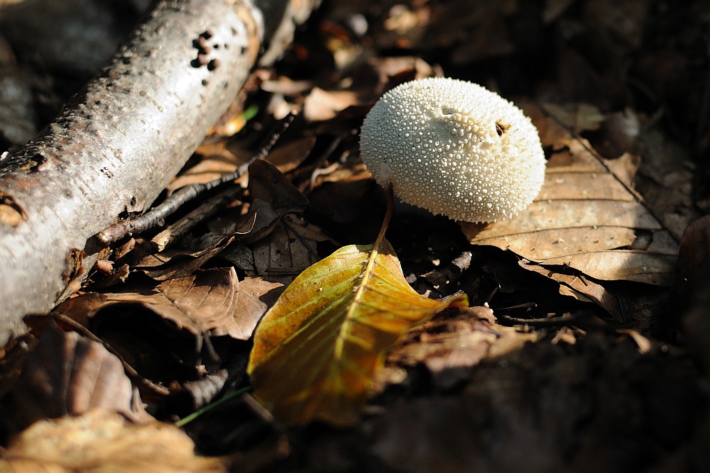 Herbst
