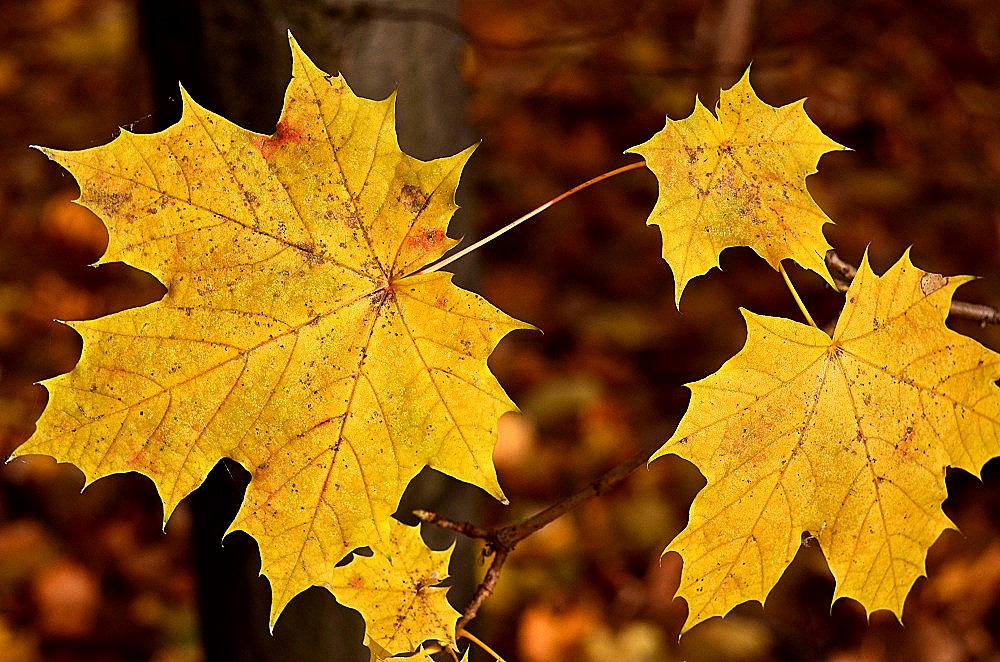 Herbst01
