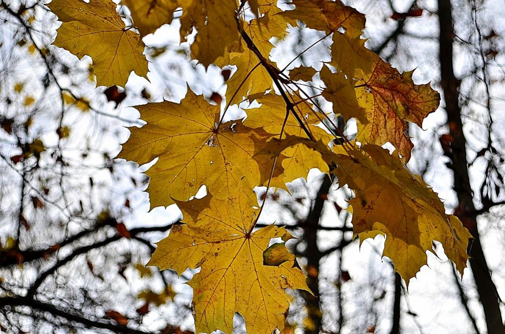 Herbst02