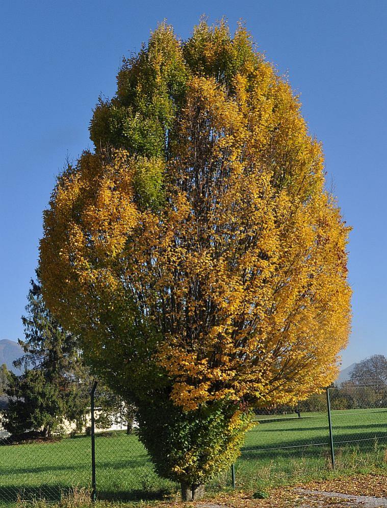 herbst03