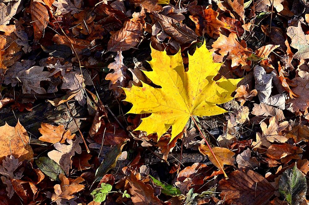 Herbst03