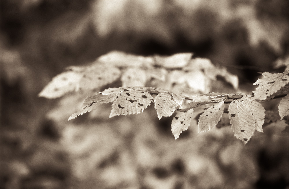 herbst03