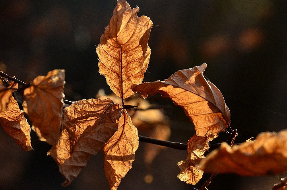 Herbst04