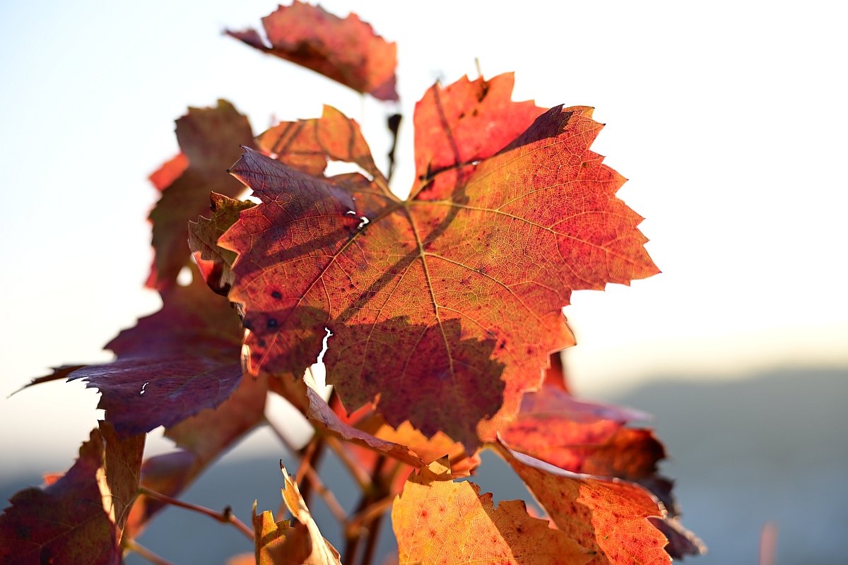 herbst08.jpg