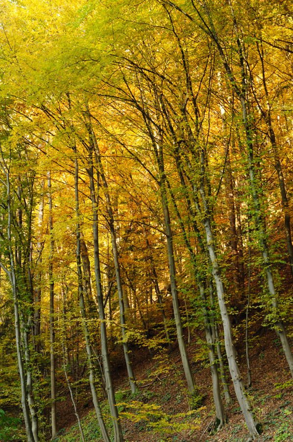 herbst1 hoch