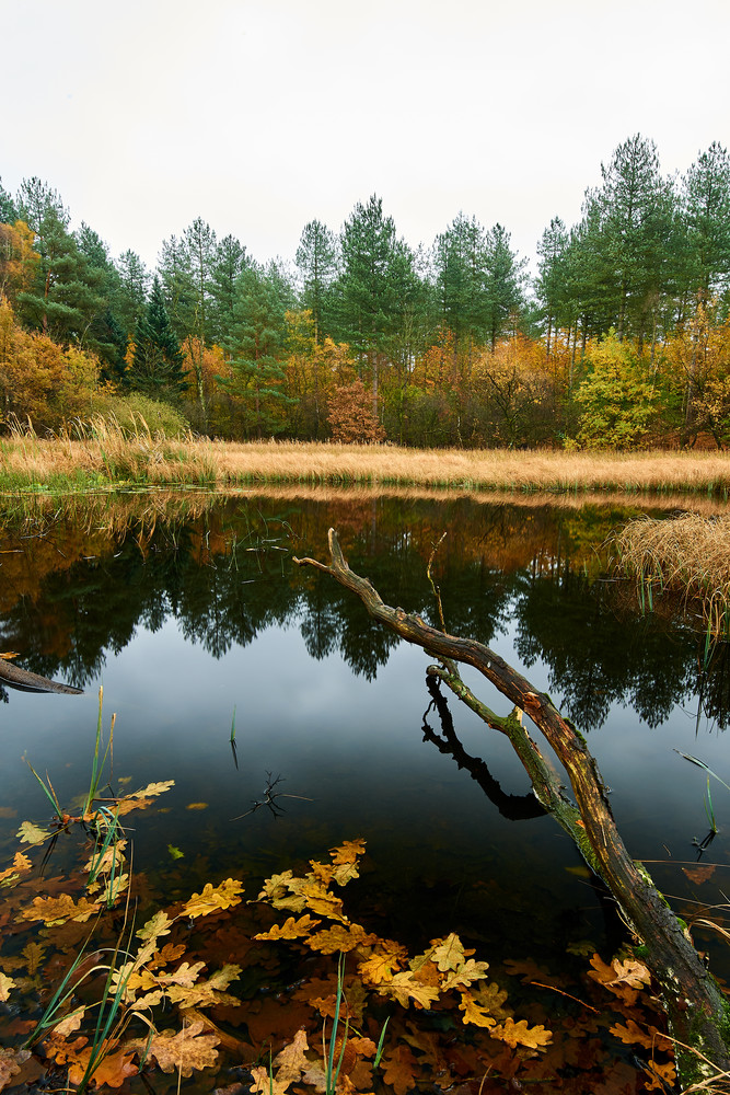 Herbst11