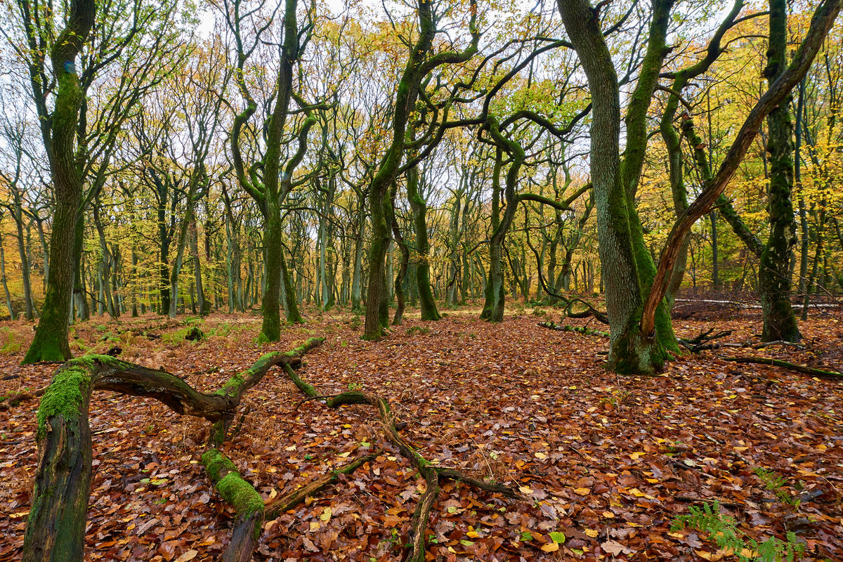 Herbst18
