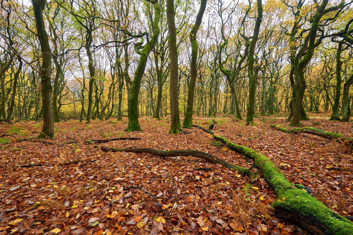 Herbst19
