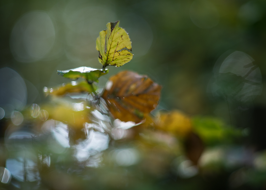 herbst2