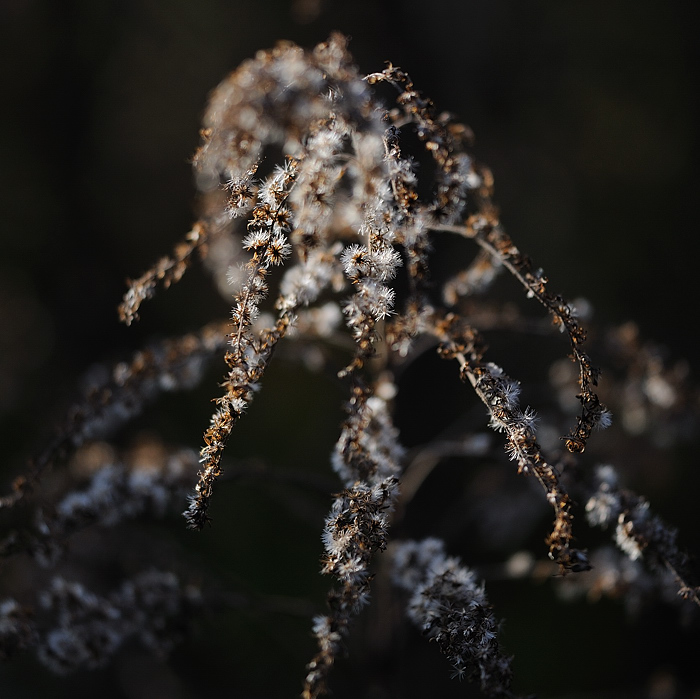 Herbst2009 LetzteWaerme11