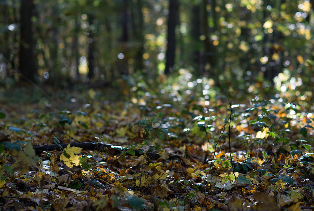 herbst4