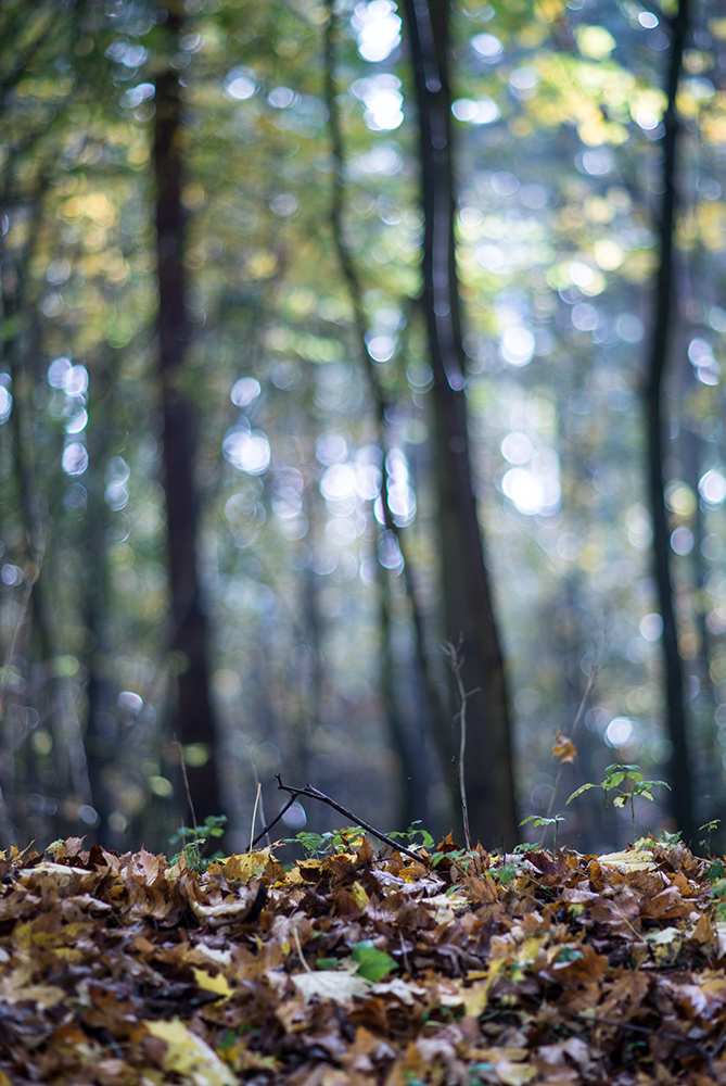 herbst7