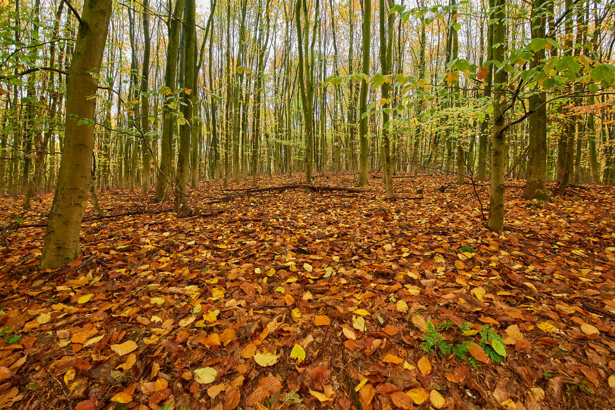 Herbst9