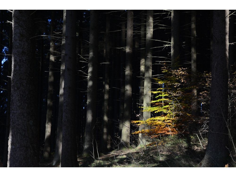 Herbst_01
