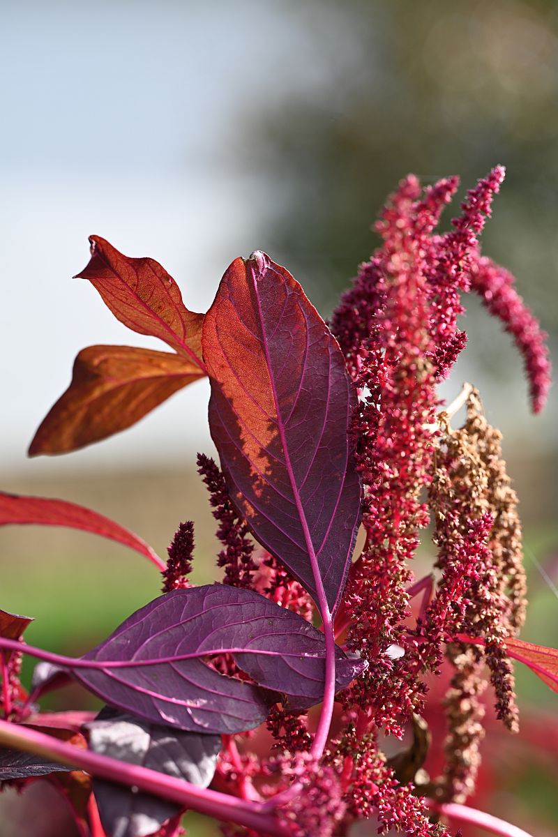 Herbst_02.jpg
