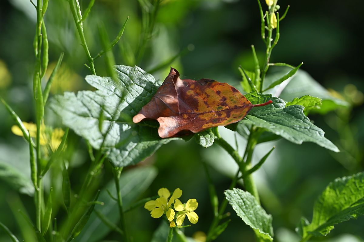 Herbst_07.jpg