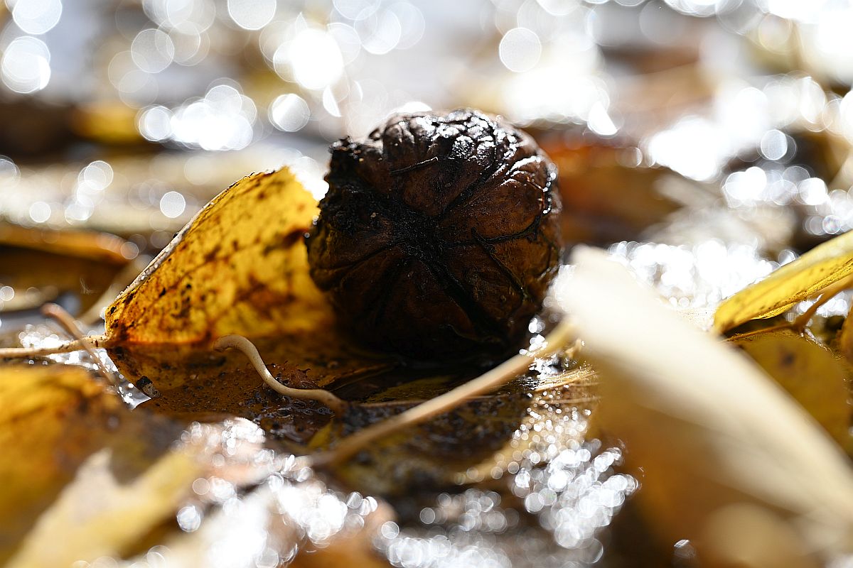 Herbst_10.jpg