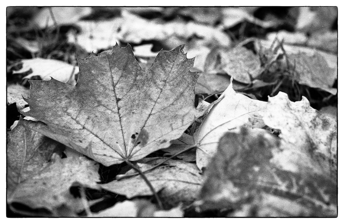 Herbst_2021-11.jpg