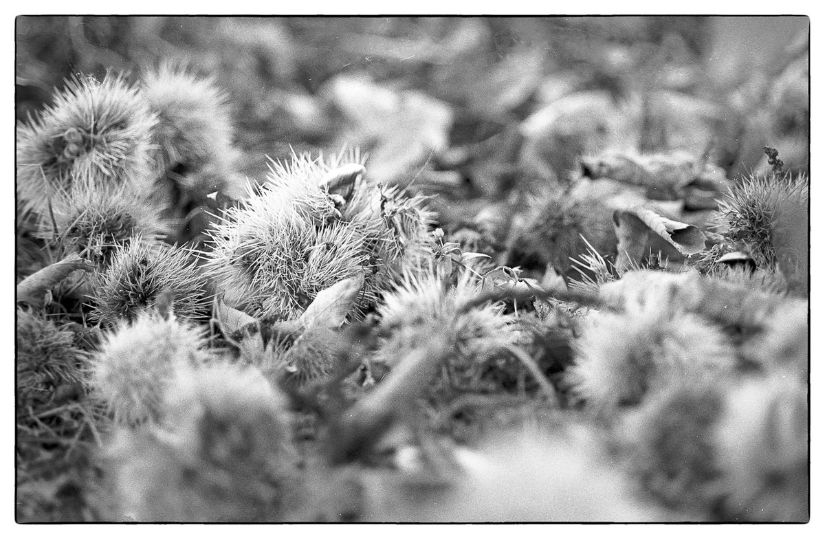 Herbst_2021-8.jpg