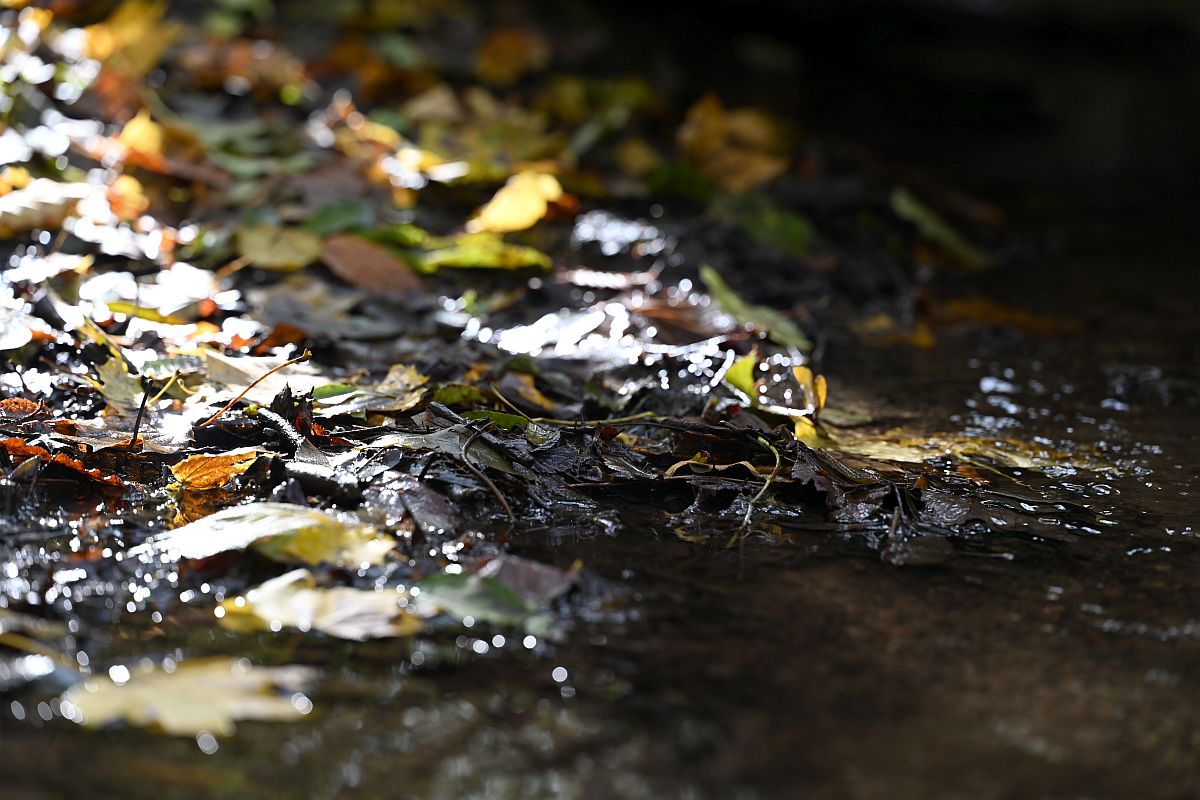 Herbst_25.jpg