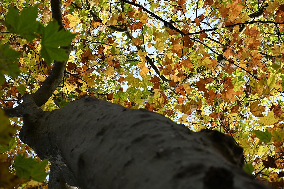 Herbst_31.jpg