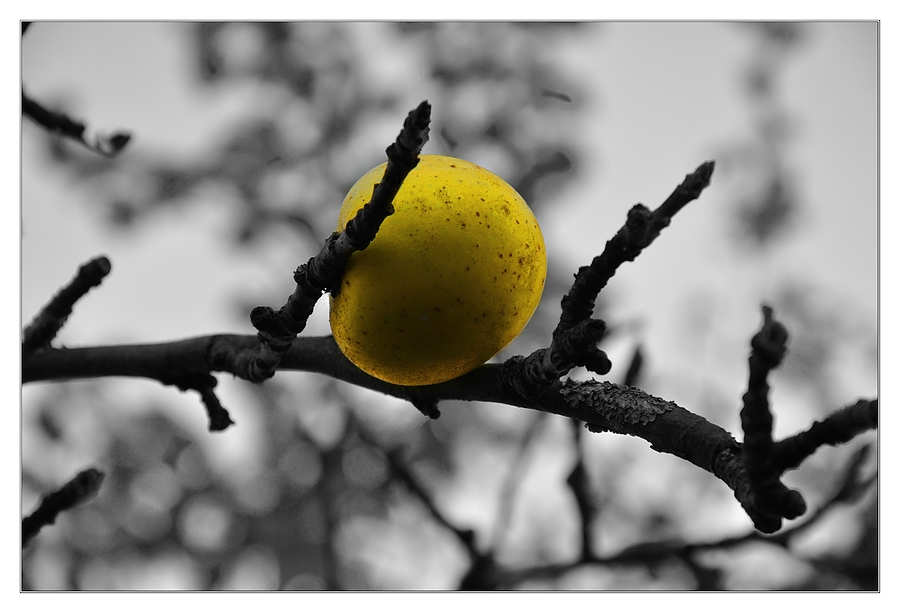 Herbstapfel (colorkey)
f8, 1/40s, ISO 200