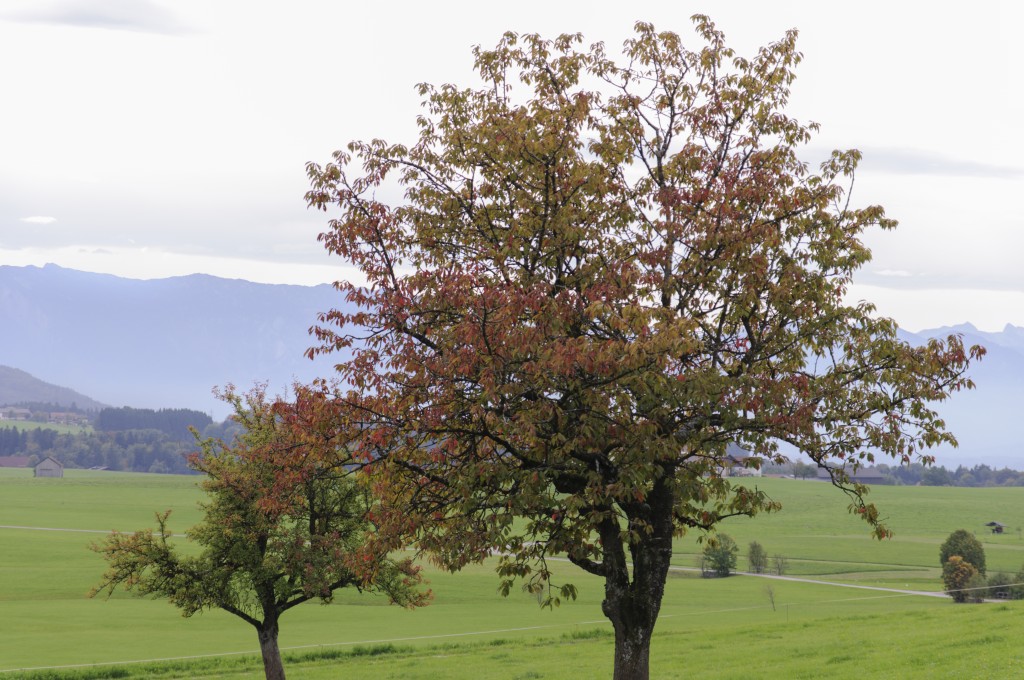 Herbstbäume   Hintergrund weit