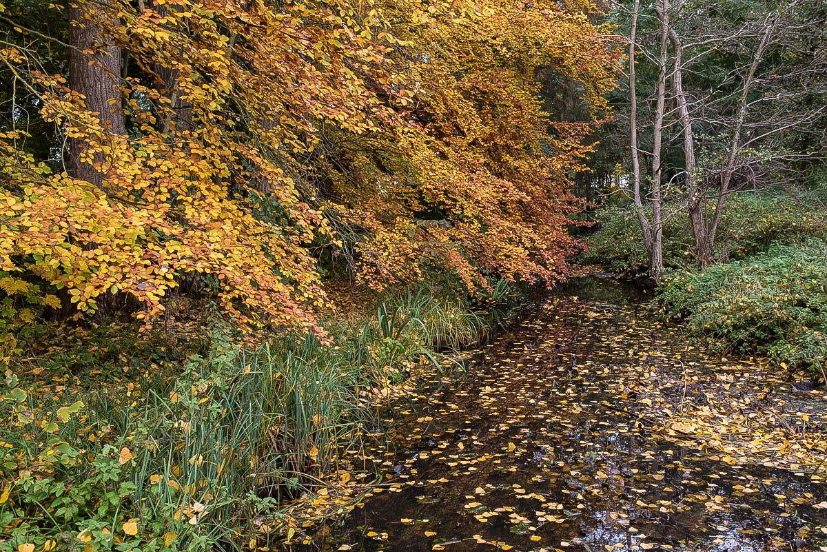Herbstbach (1 von 1).JPG