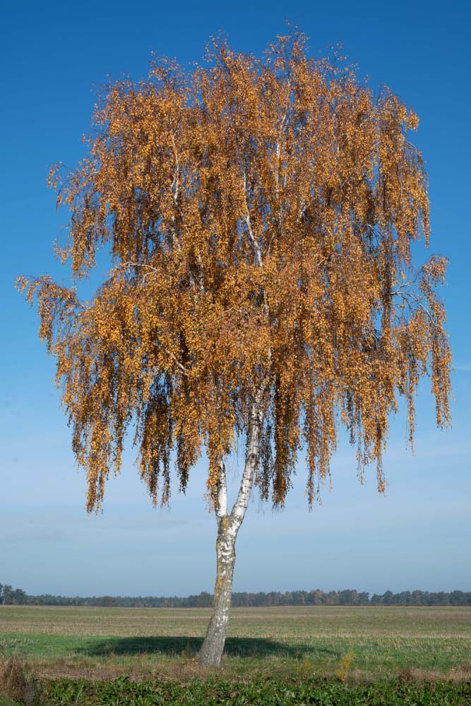 Herbstbirke.jpg