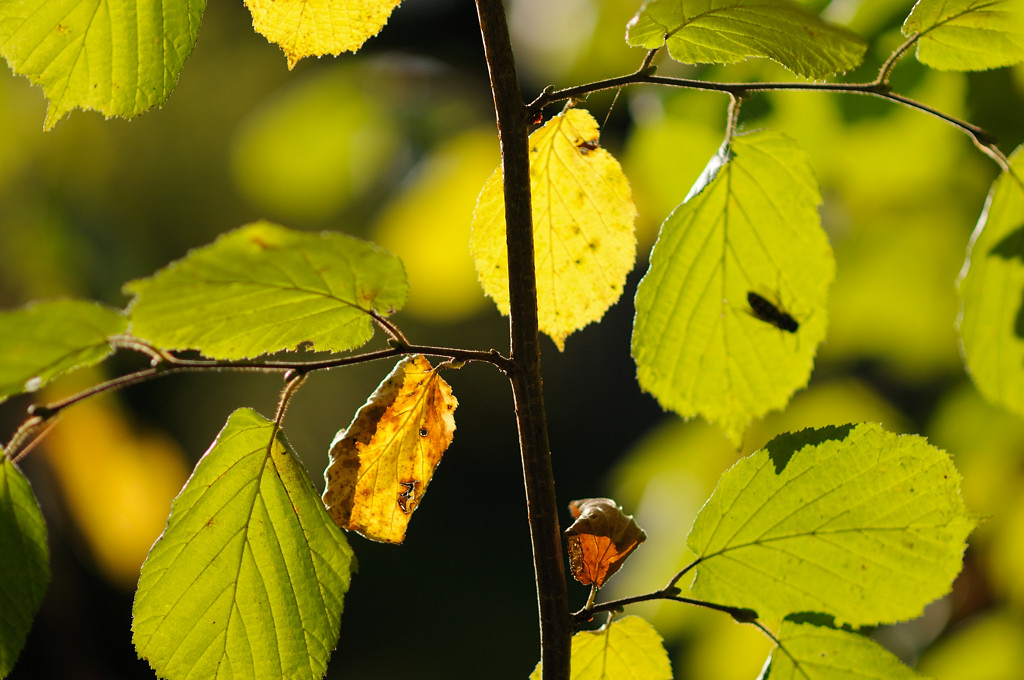 Herbstblätter
DSD 5935