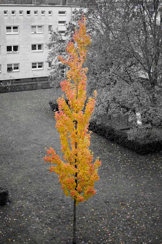 herbstblätter