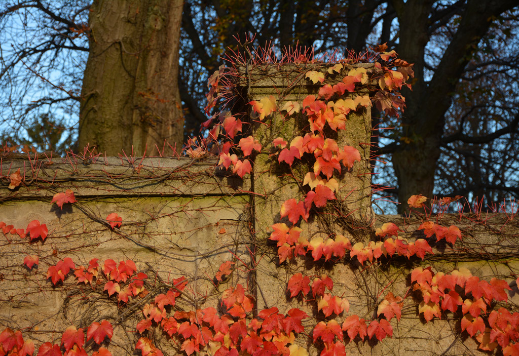 Herbstblätter