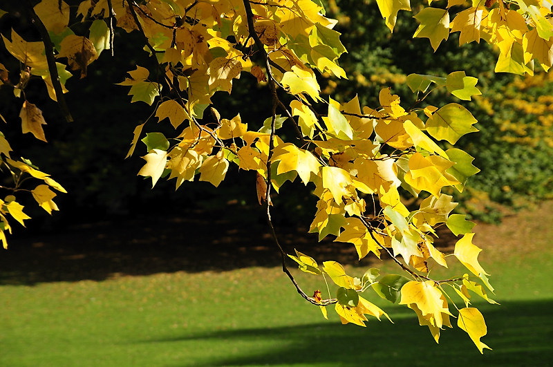 Herbstblätter